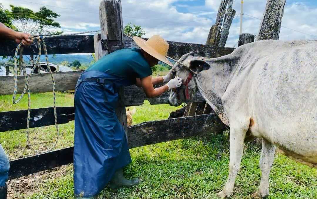 Camacã: Prefeitura lança Programa Vaca Leiteira com acompanhamento gratuito de Veterinário
